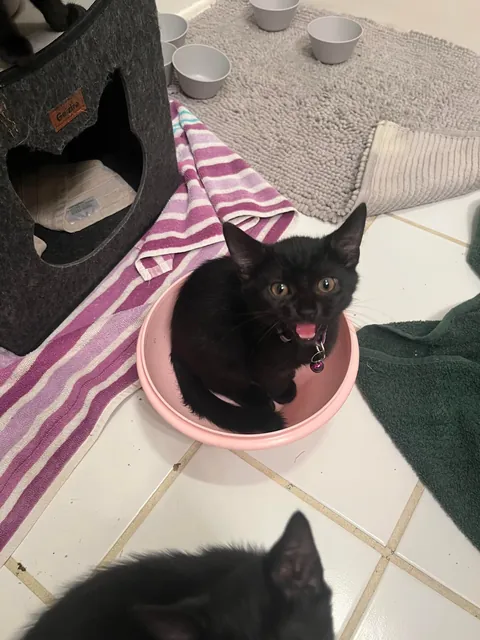 1 year ago I took in a mama and her voidlings to “foster”