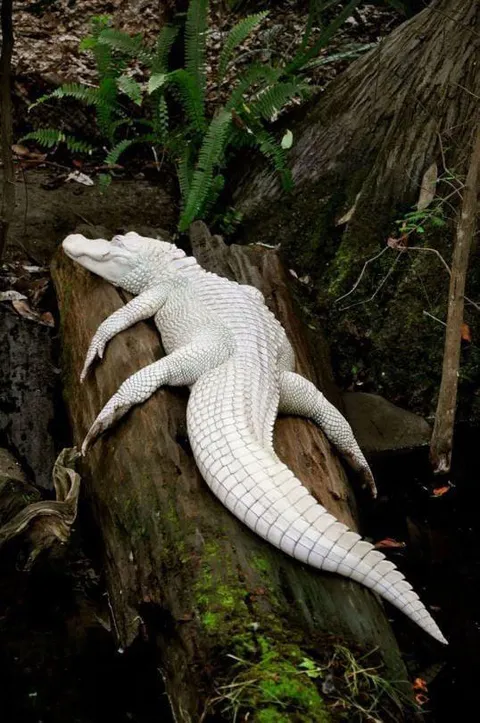 A rare albino alligator