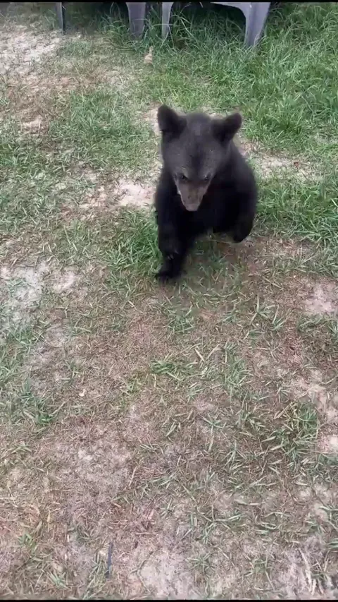 Baby Bear Attack😂