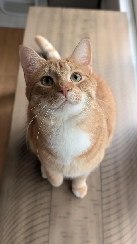 Just the sweetest and most charming boy 🧡