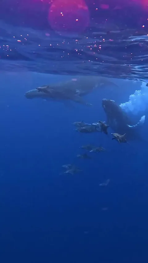 🔥Dolphins &amp; Whales traveling🐳