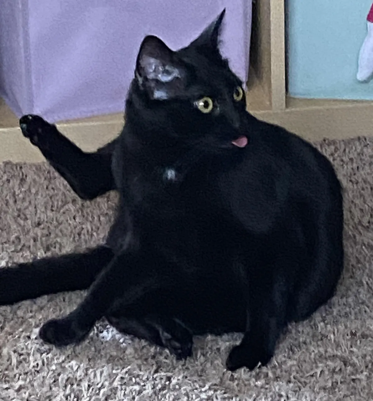 he is grooming himself, then a noise or me petting him startles him and he leaves his tongue out? why does this happen?