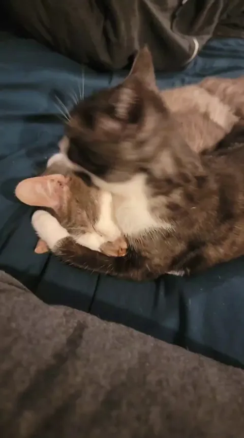 My foster fail Madeleine eats and licks her brothers ears (he loves it)