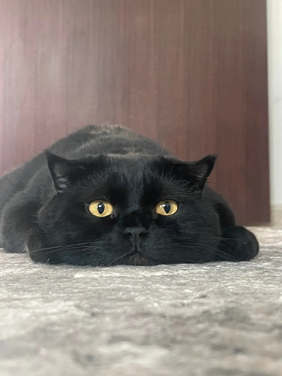 He melts to the ground