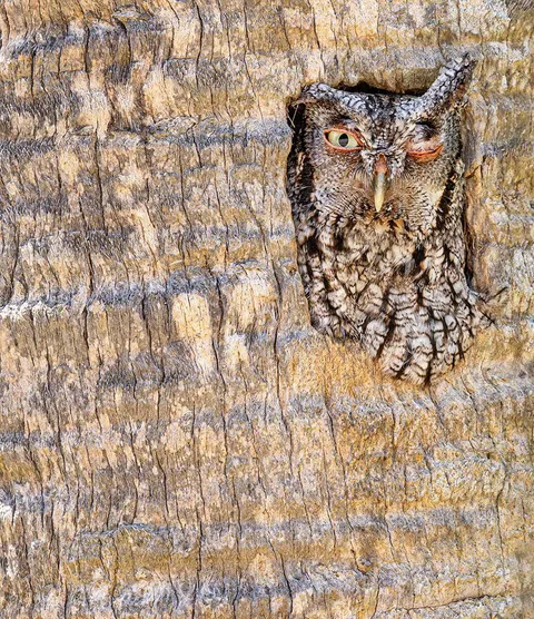 🔥 An eastern screech owl in Florida. Credits: Robert Gloeckner 🔥 