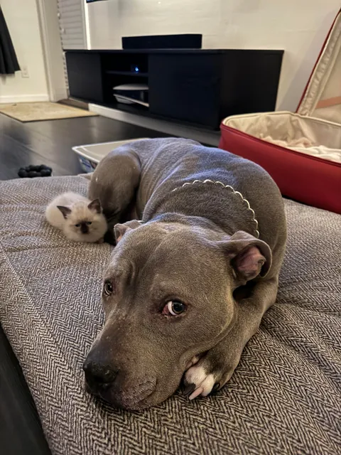 My husband spotted a box stuck under a truck driving through a parking lot in Burnaby, BC. He flagged the driver down and helped get the box unstuck. When he opened it, he found three tiny babies inside!