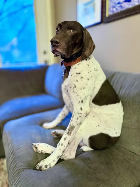 This is Ollie. He is disappointed in you for pretending to throw the ball, but not actually throwing the ball.