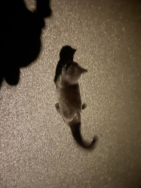 I am looking for my missing cat and a black cat has followed me to my front door. This is not my cat. Not sure what to do. It keeps rubbing against my legs and meowing very loudly every time I try to walk away