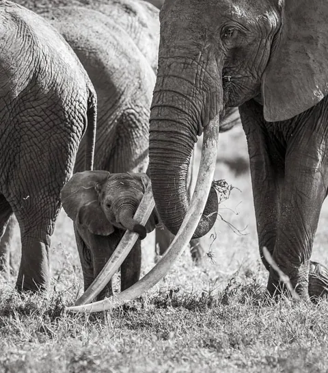 Will Burrard-Lucas photographed baby holding matriarch grandmother Dida's tusks in an amazing glimpse into the intimate bonds within elephant herds.