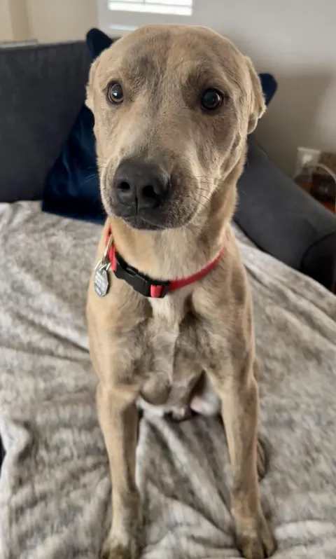 This is my new friend who is the goodest boi 💙