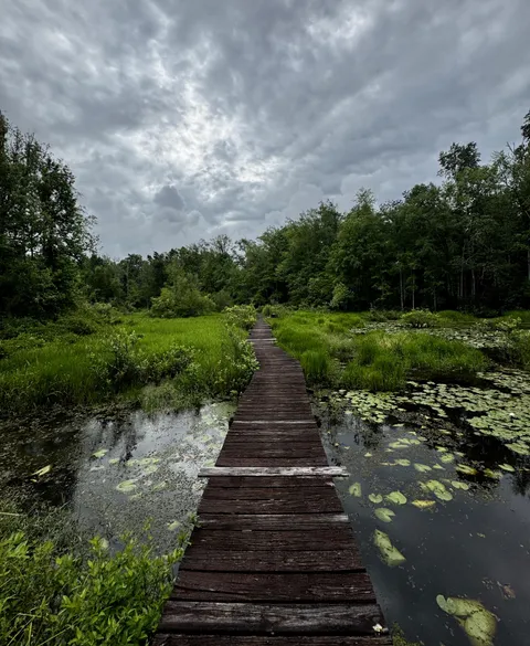 This old wooden boardwalk going through a wetland