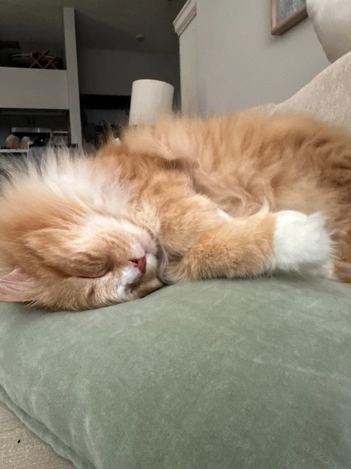 The transformation of Finnegan from forest cat to pampered city kitty