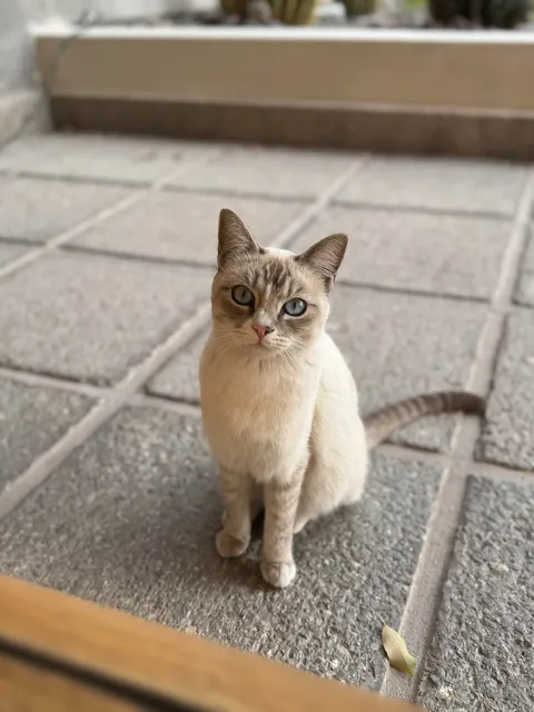 A stray cat comes to the house every morning to see my cats; we give her kibble and water, and she's been coming for two years. 😻