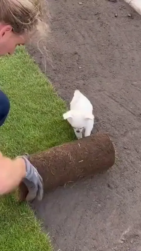 I halp.. Little helper