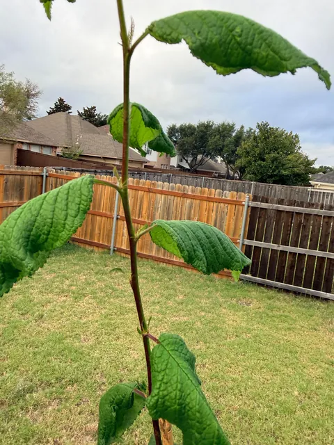 My city gave me a free tree. It’s a Mexican Plum Tree