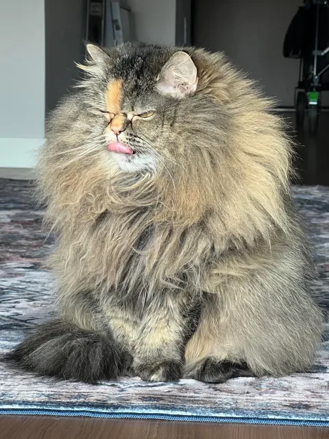 Took my cat to the groomer for a much needed deshed