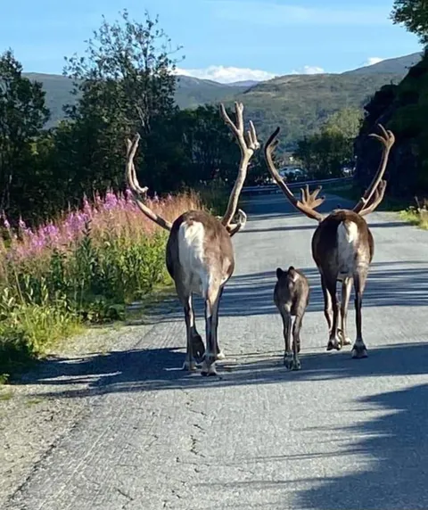 🔥 This reindeer calf got separated from it's mother, but luckily these 2 males have let the calf join them while it searches for it's mother 