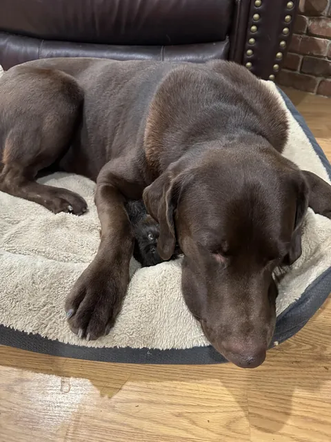 Update: The tiny fluffball I rescued won’t leave her giant best friend alone