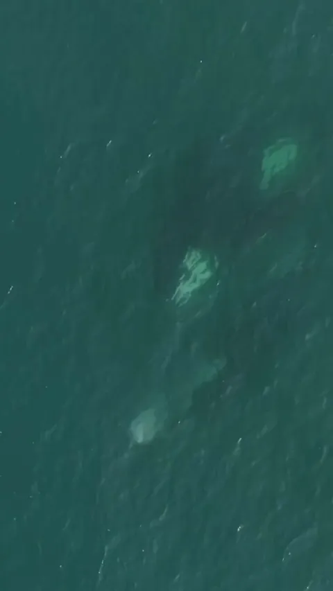 🔥An orca slams into a bottlenose dolphin