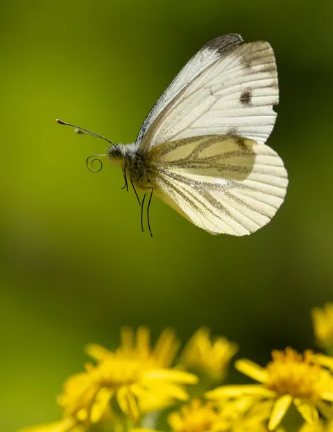 ITAP of a butterfly
