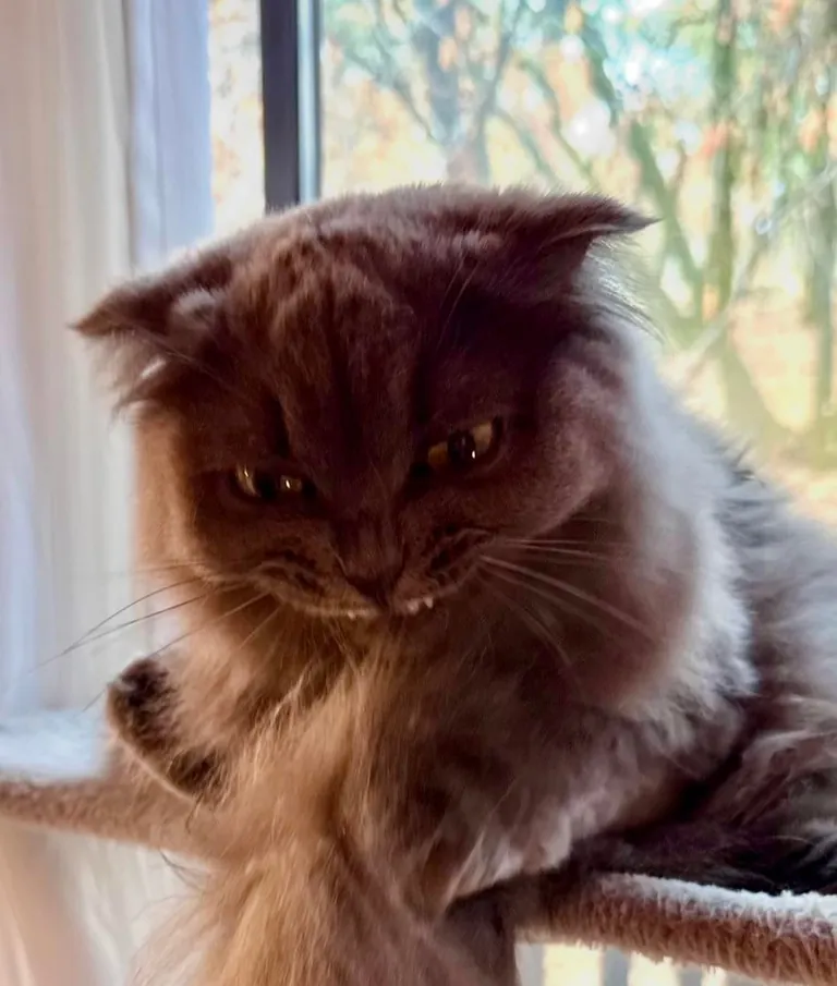 WHAT EVEN IS THIS THING