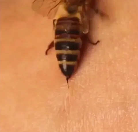 Incredible Mechanism of how a Bee stinger Works!