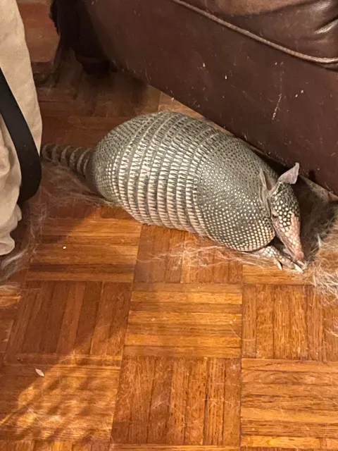 This guy leapt through a window (shattering it) and into my house