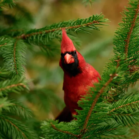 ITAP of a northern cardinal