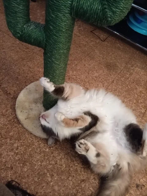 Delivered a pizza and came home with the best tip ever