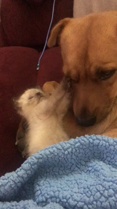 My dog decided she’s cool being a pillow to our first stray rescue. Kitten had a bad URI so she can barely see. She’s much better now.
