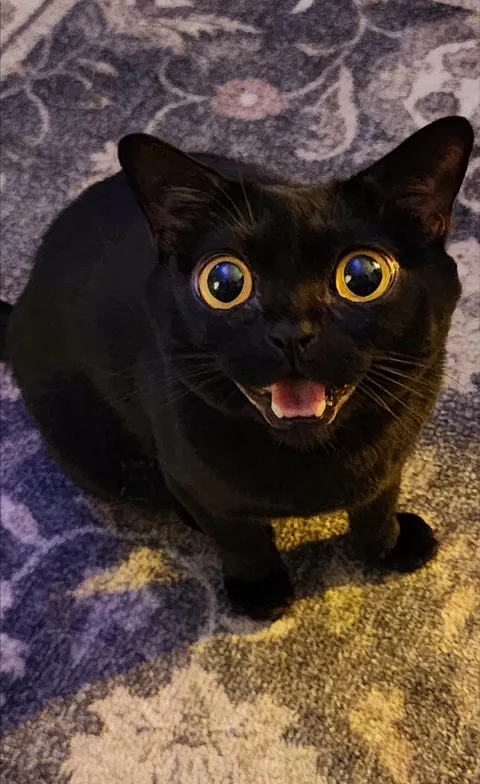 Daily demand for snackies