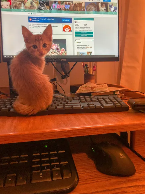 The decoy keyboard is working