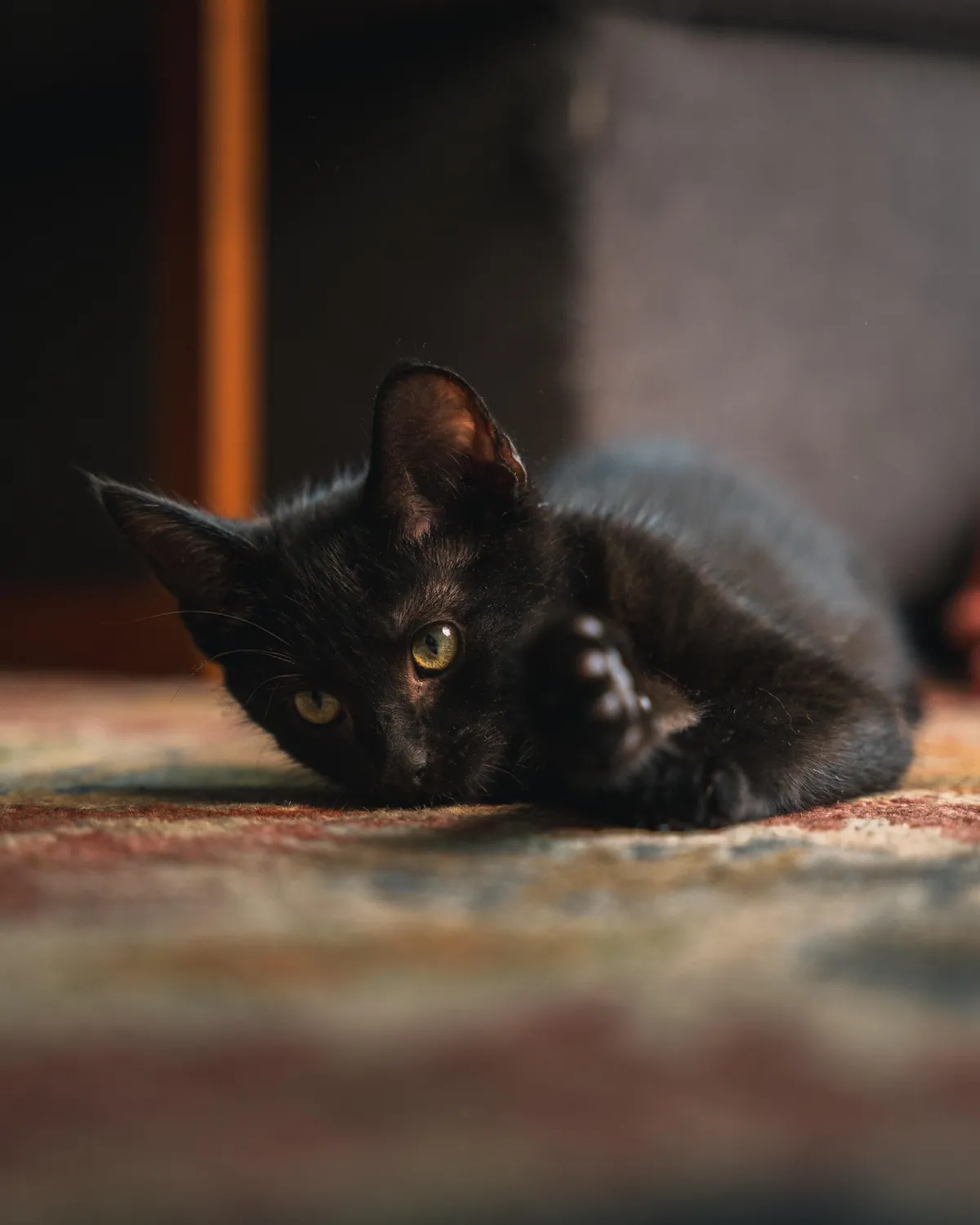 First time cat owner, think I’m in love! His name is Pablo