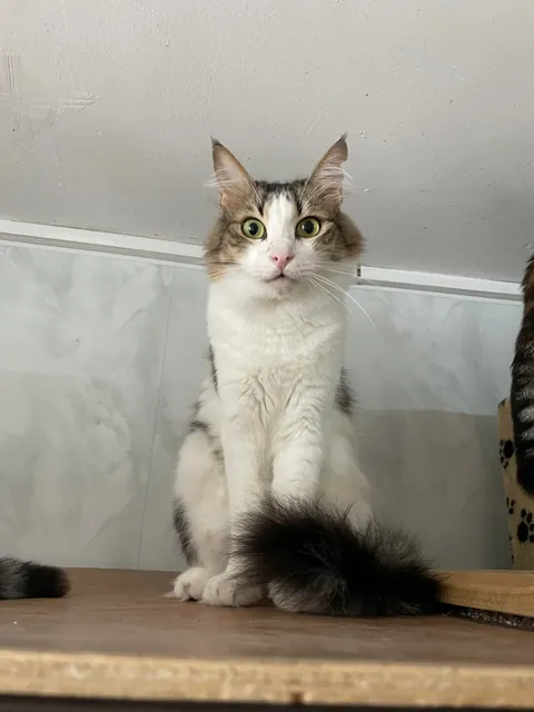 Weekly shelter volunteer: cleaner, not feeder