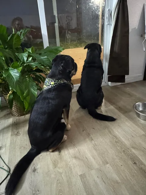 Came across a dog who was in the shelter, turns out it's my dog’s sister! Now they are inseparable! (Swipe!)(OC)