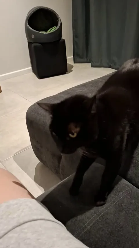 My void sneaking onto my lap, thinking I won't notice if he does it in slow motion.