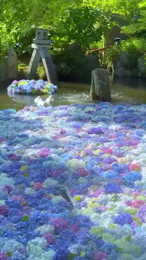 Ducks walking on Hydrangea petals!