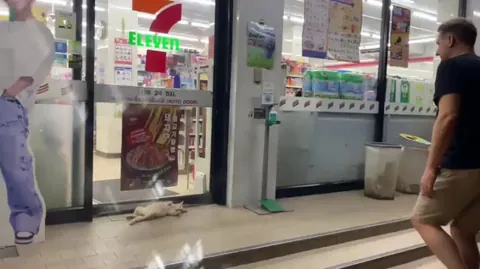 7 Eleven cats &amp; dogs