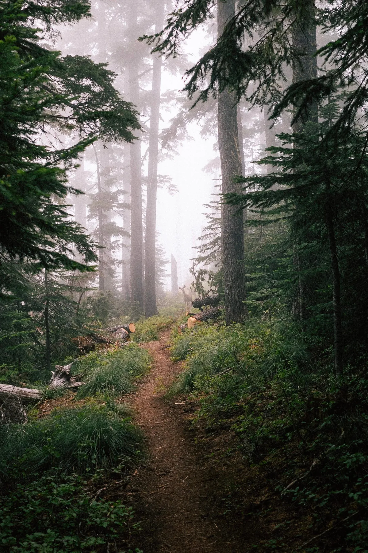 I hiked 2650 miles from Mexico to Canada on the Pacific Crest Trail
