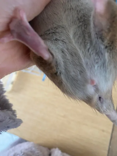 My rats have tiny balls?