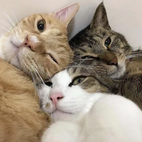 Triple the cuteness