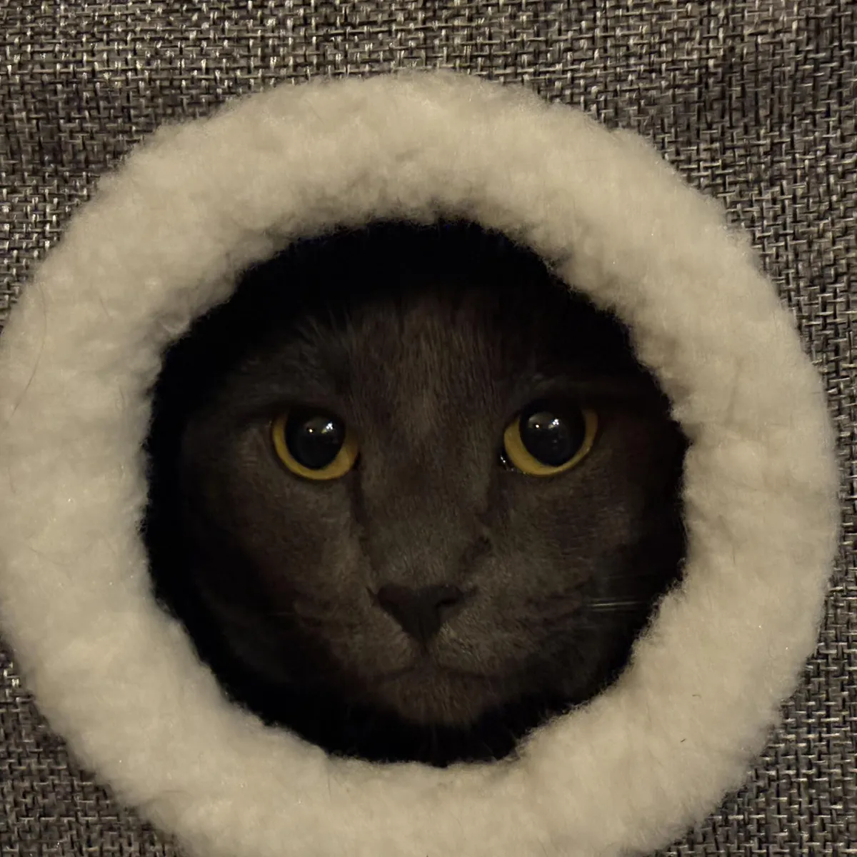 Observing the humans from the window of her hideout…