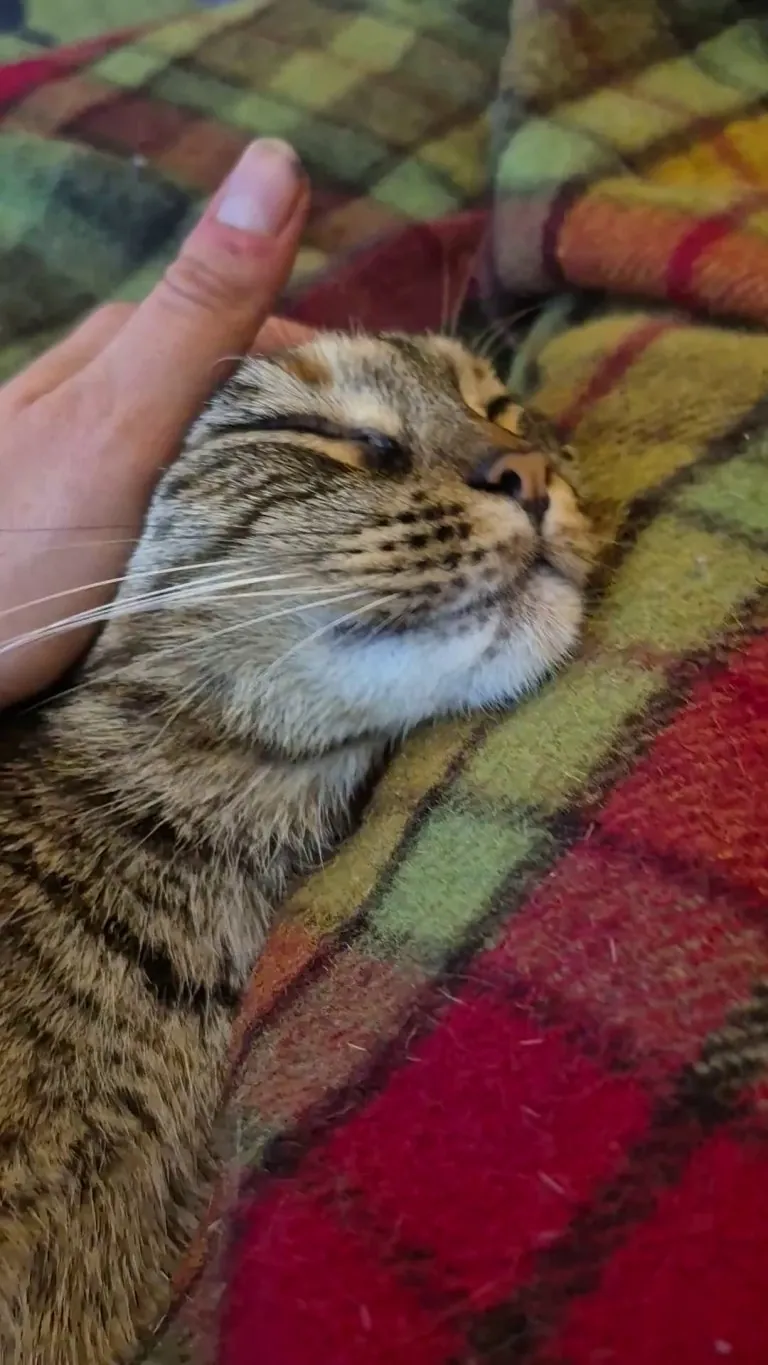 A warm lap, her favourite blanket, the head pets she loves... Miso has a perfect little life and she deserves it all