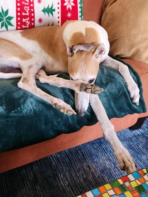 Smelly Ellie can't Greyhound today...