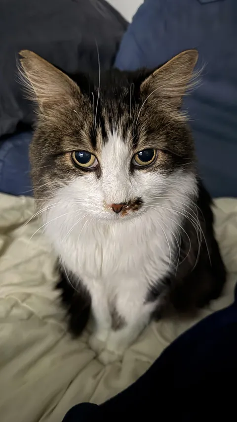 My cat stink bombed my appartement .