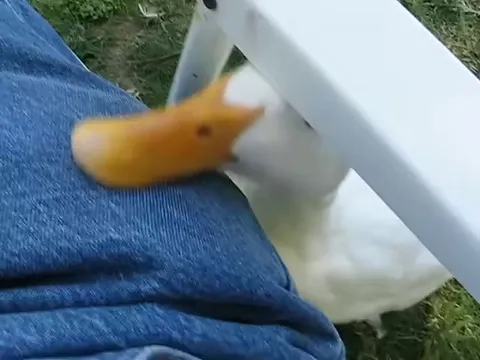 Ducks Having a Serious Conversation