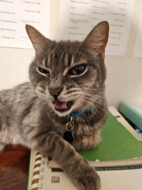 Tribute to my boy Franklin, my dearest friend. My family got him when I was three years old, I've known him my entire life. We had to say goodbye to him yesterday. He fell asleep forever in my arms. I miss you buddy.