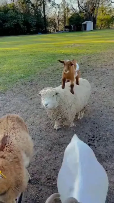 sheep riding another sheep