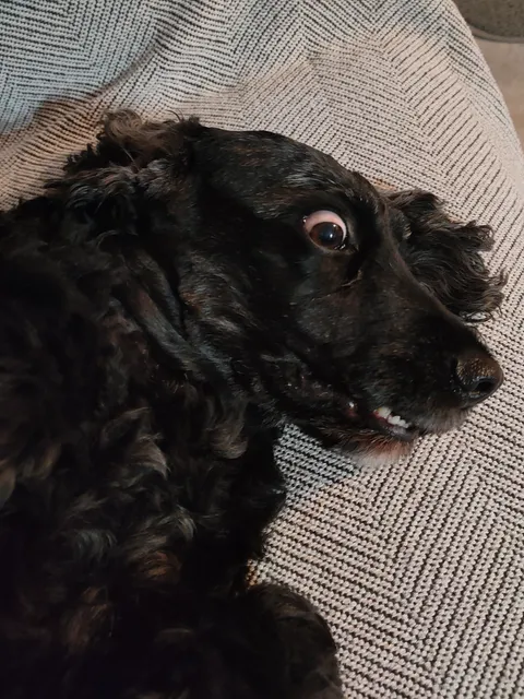 My dog when i pet him