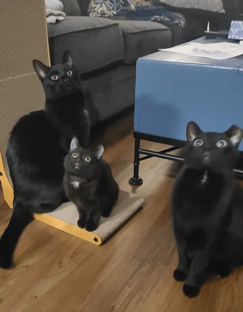 Smol, med, large voids